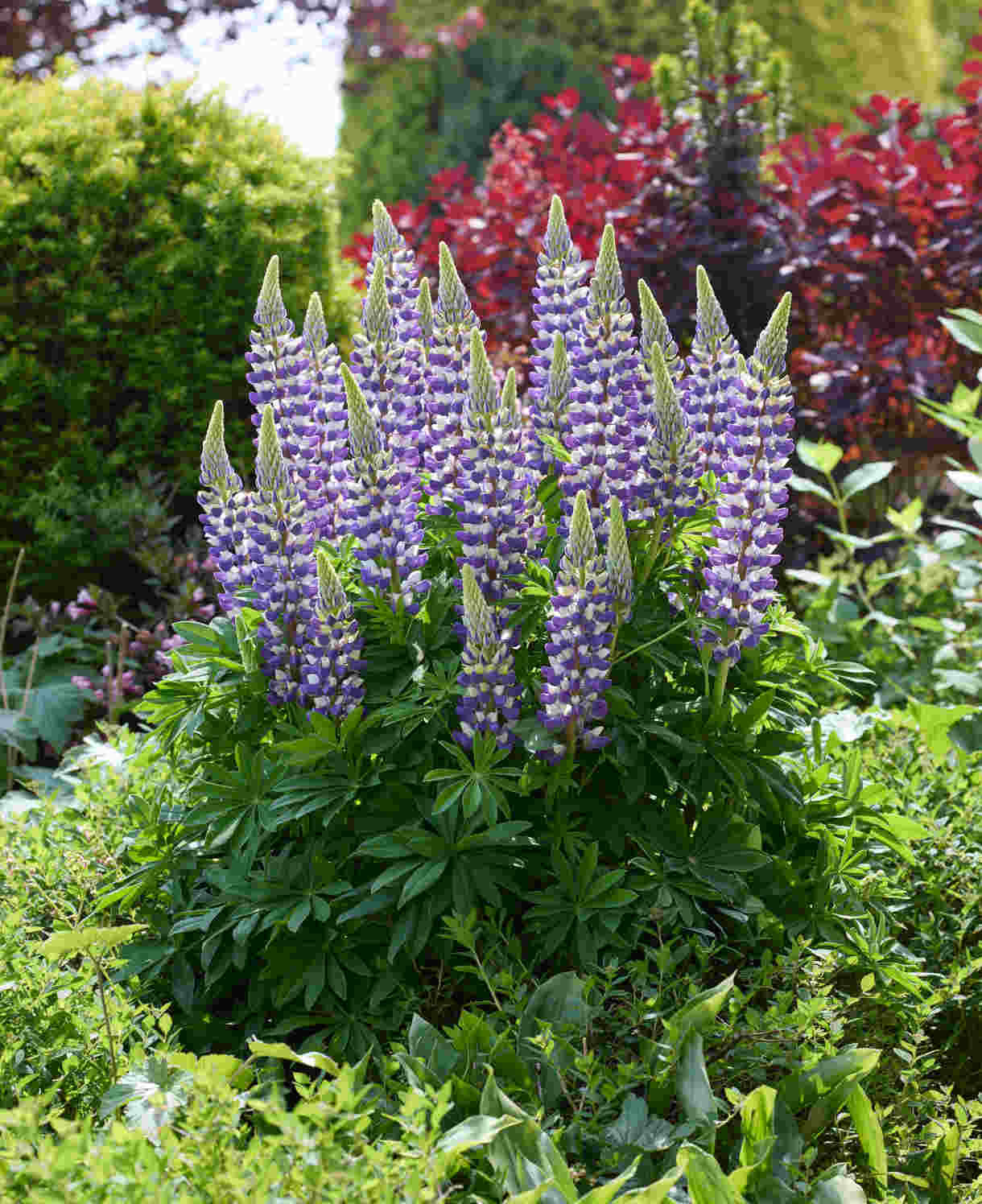 Lupinus Lupinova ‘cierra’ - 9cm pots | 1 x 9cm | Lilac