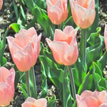 Bumper Bulb Collection - 105 Bulbs