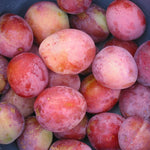 Prunus Victoria Plum Fruit Tree 140-150cm Tall Supplied Bare Rooted