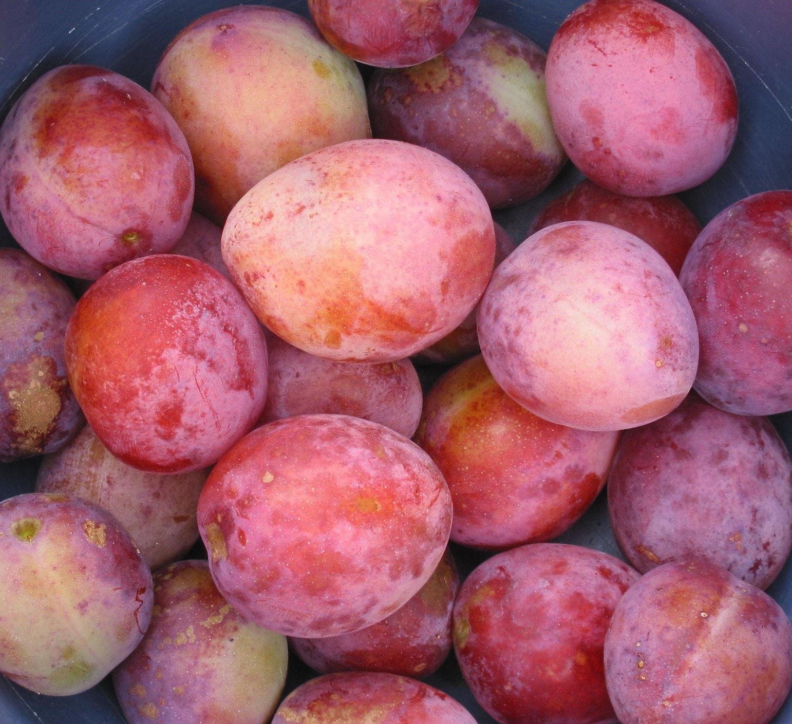 Prunus Victoria Plum Fruit Tree 140-150cm Tall Supplied Bare Rooted