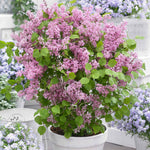 Syringa 'flowerfesta Pink' Compact Fragrant Lilac 9cm Plant | 1 x 9cm | Pink