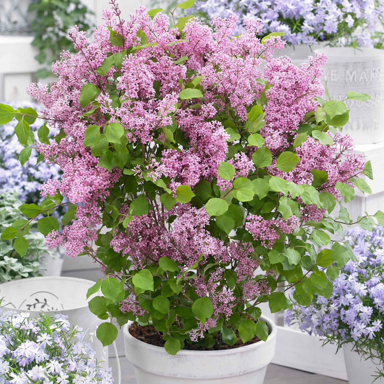 Syringa 'flowerfesta Pink' Compact Fragrant Lilac 9cm Plant | 1 x 9cm | Pink