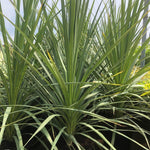 Cordyline Australis Green Palm Plant Extra Large Specimen 3ft Tall Supplied In A 5 Litre Pot
