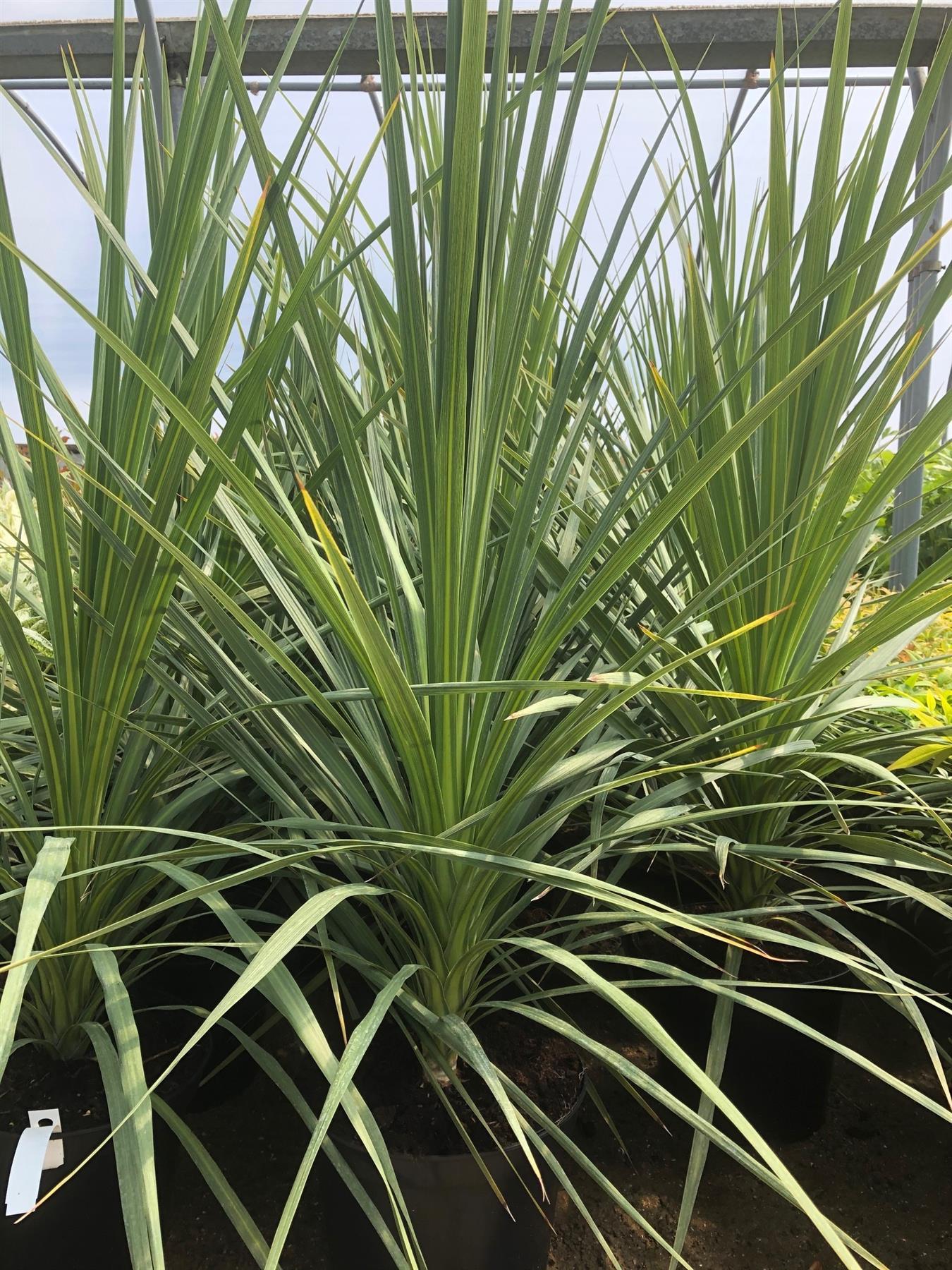 Cordyline Australis Green Palm Plant Extra Large Specimen 3ft Tall Supplied In A 5 Litre Pot