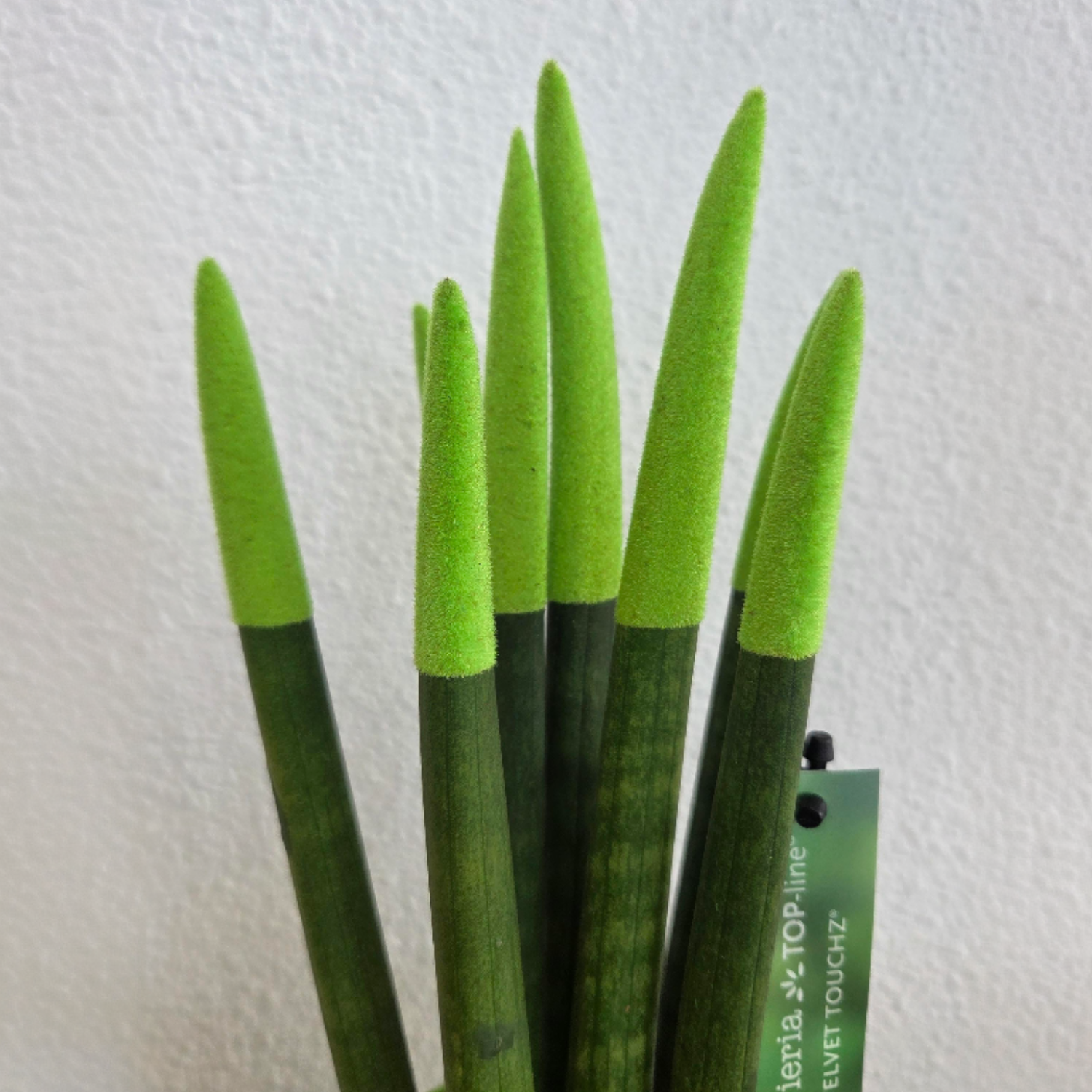 Snake Plant Velvet Touch - Sansevieria Cylindrica - Height 20-40cm - ⌀9cm | Green