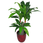 75cm Artificial Dracaena Plant Wide Trunk Triple Branch Large