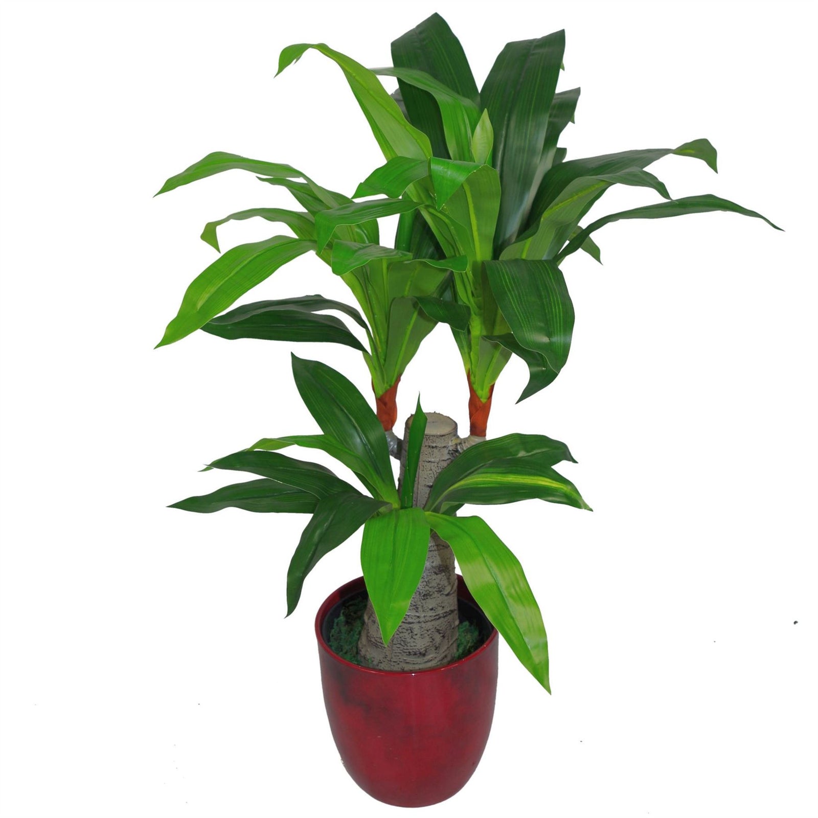75cm Artificial Dracaena Plant Wide Trunk Triple Branch Large