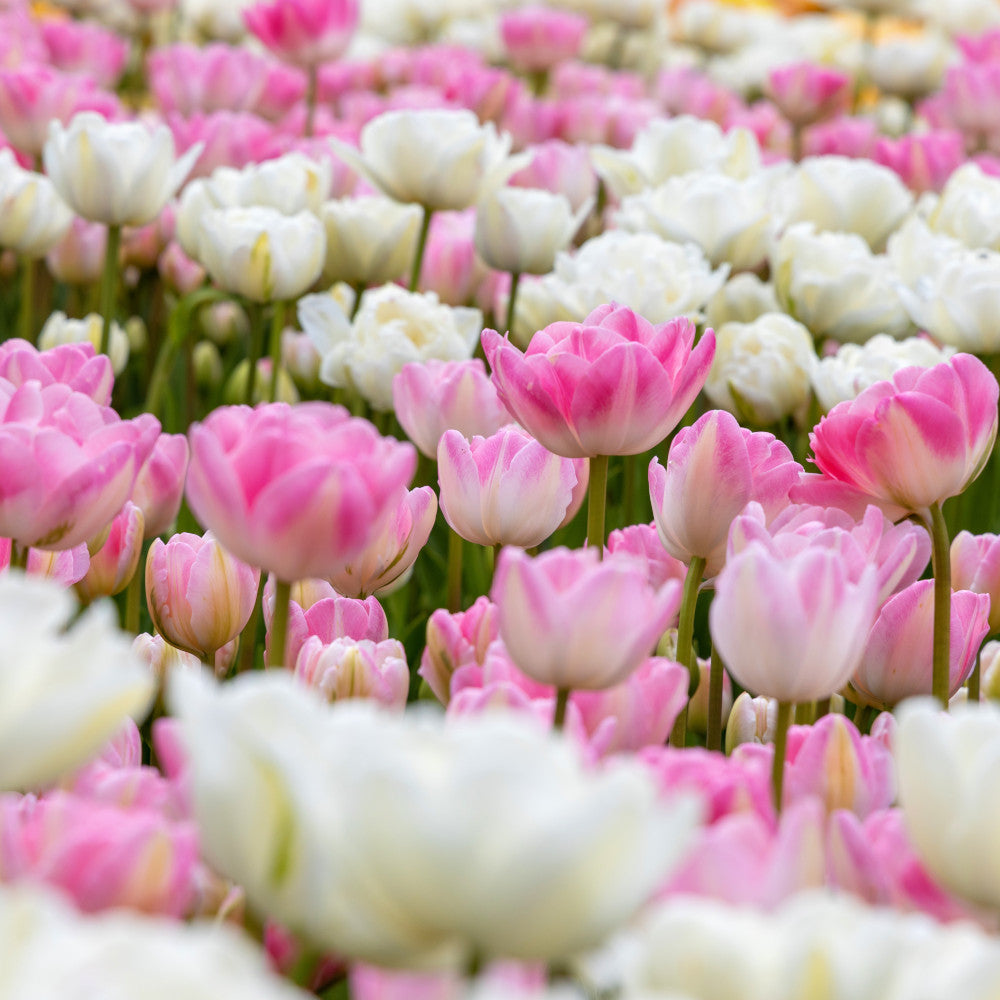 Romantic Tulip Collection - 65 Bulbs