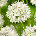 Allium Mixed Collection - 200 Bulbs