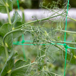 Pea 'alderman' Maincrop - Multi-sown Despatched From April | 12 x Plug Plants | Green