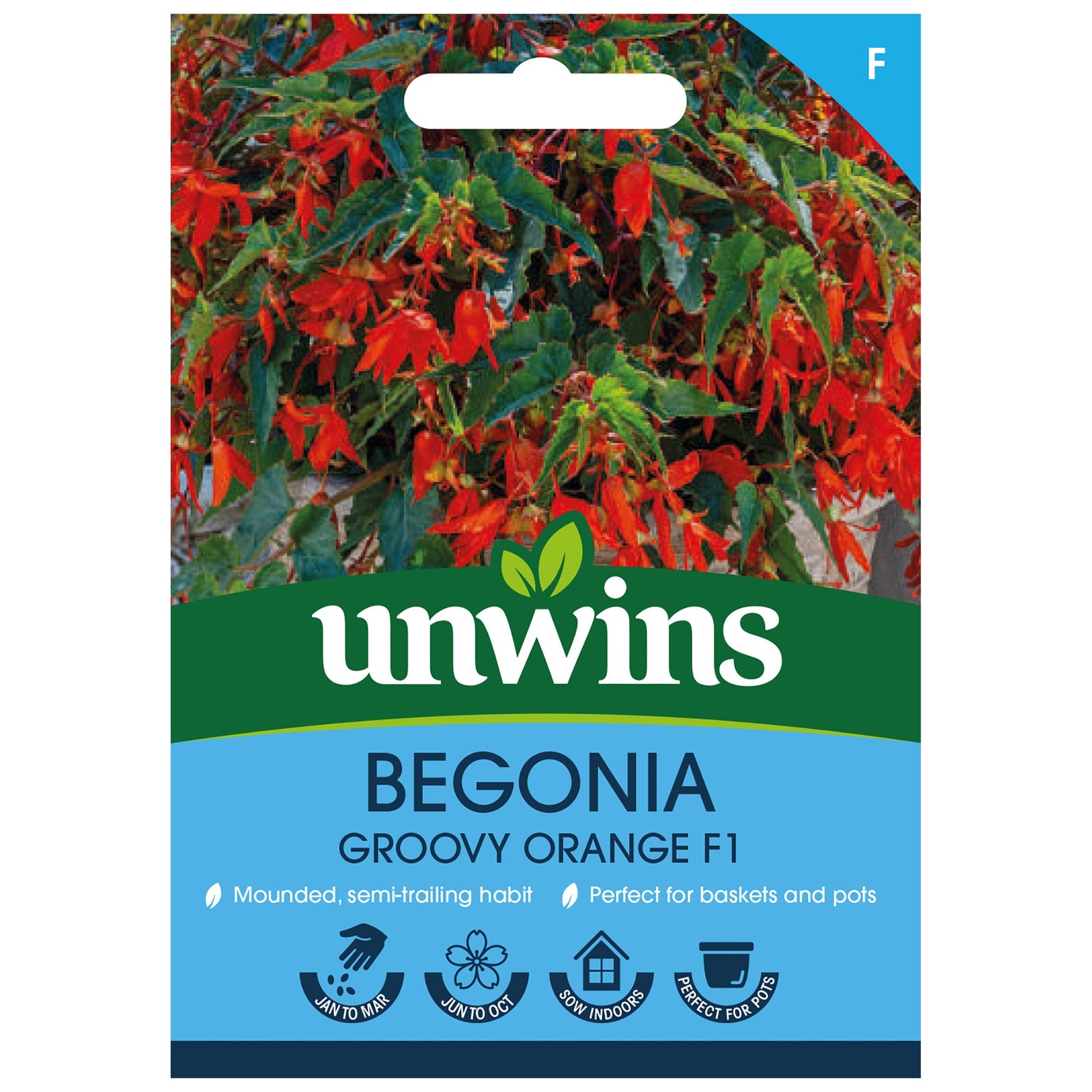 Begonia Groovy Orange F1 | 8 Seeds | Orange