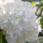 Viburnum Opulus 'roseum' (snowball Viburnum) 400 Cm | 1 x 7.5L | White