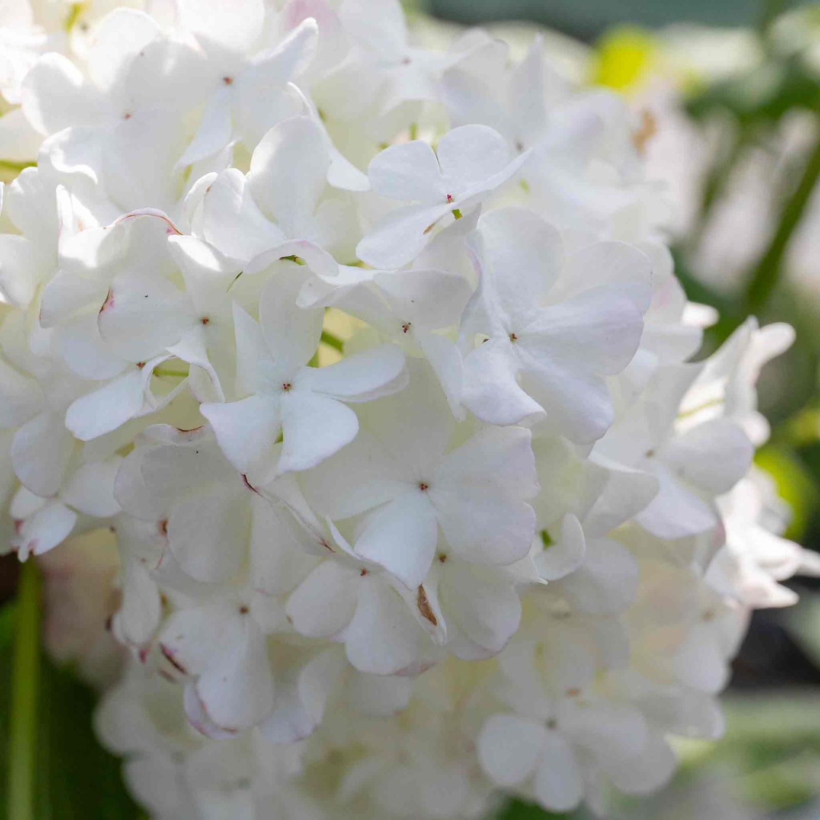 Viburnum Opulus 'roseum' (snowball Viburnum) 400 Cm | 1 x 3L | White