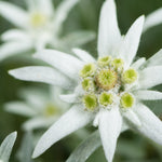 Edelweiss - Leontopodium Alpinum Blossom Of Snow - 9cm Pots | 3 x 9cm | Classic White