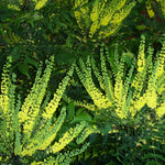 Direct Plants Mahonia × Media Winter Sun Evergreen Winter Flowering Shrub Plant 30-40cm