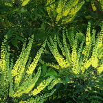 Mahonia × Media Winter Sun Evergreen Winter Flowering Shrub Plant 30-40cm