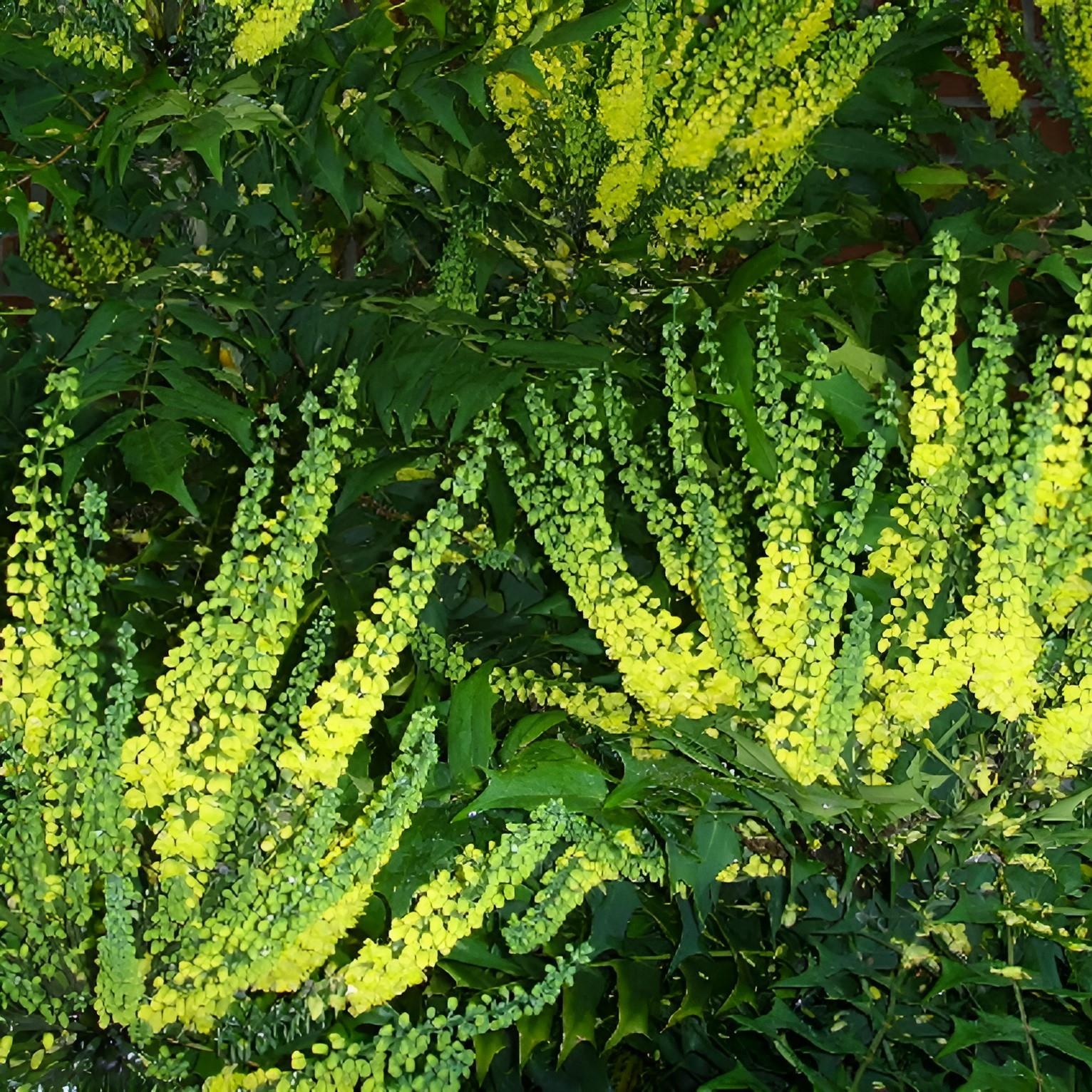 Mahonia × Media Winter Sun Evergreen Winter Flowering Shrub Plant 30-40cm