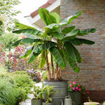 Hayloft Musa Sikkimensis ‘Ever Red’ - Banana Plant - 1 x 9cm Pot