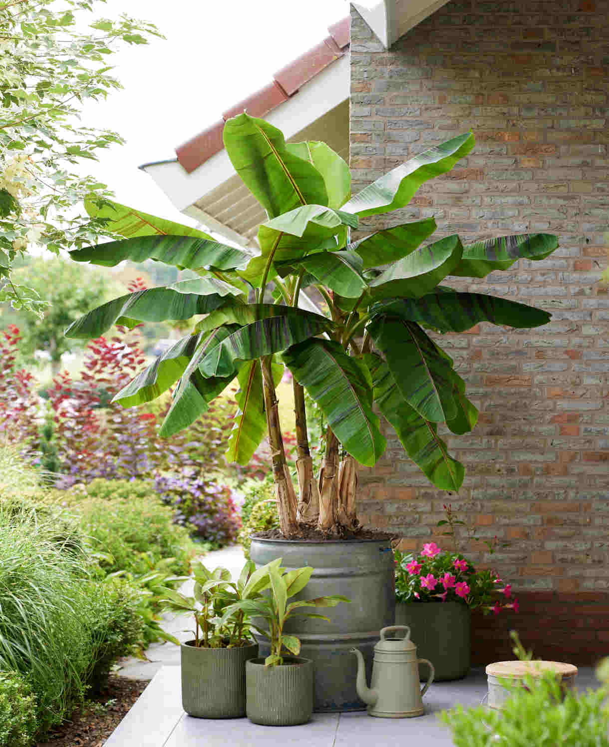 Hayloft Musa Sikkimensis ‘Ever Red’ - Banana Plant - 1 x 9cm Pot