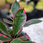 Photinia X Fraseri 'louise' Variegated Evergreen, Compact Hedge And Small Tree | 1 x 7.5L | Green & Pink