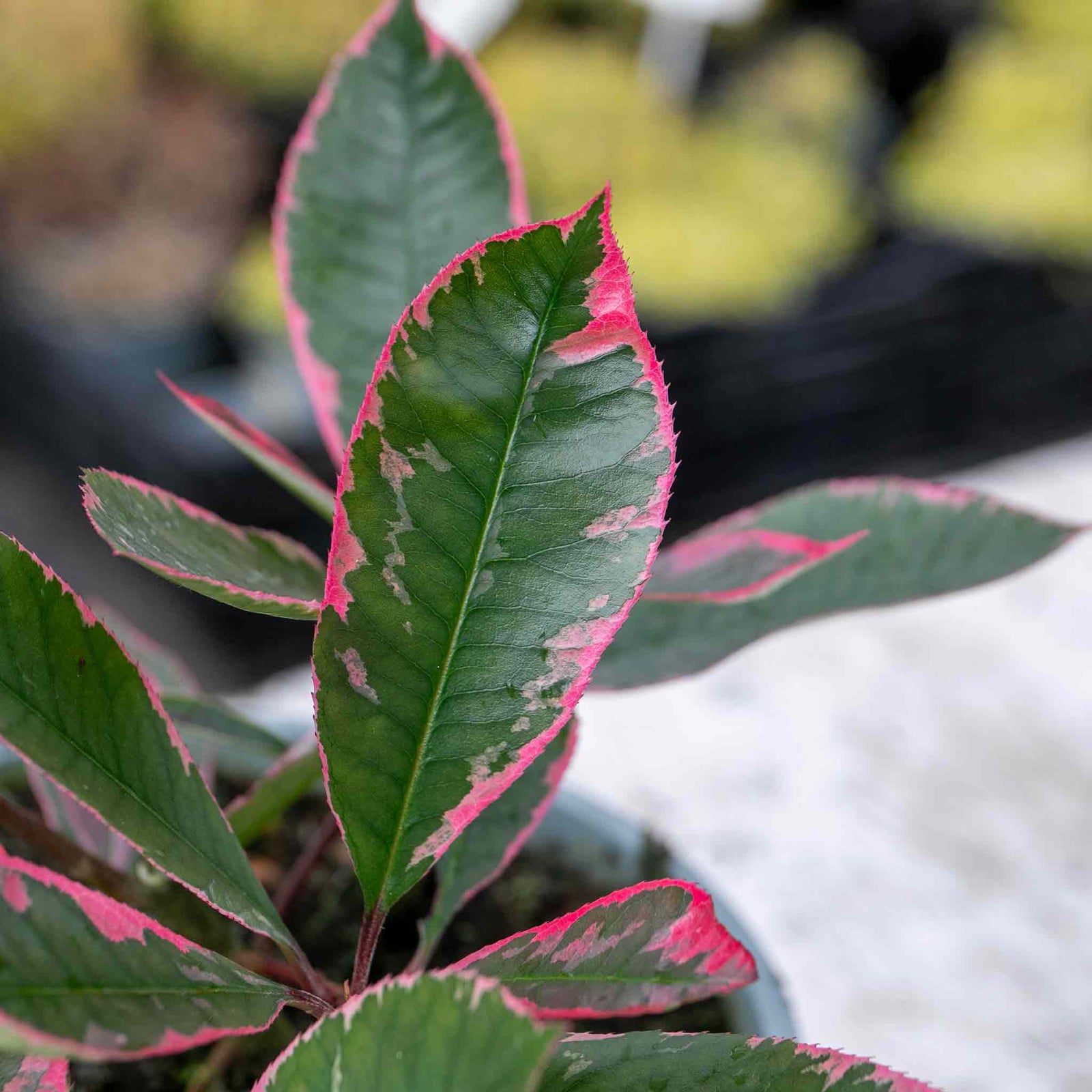 Photinia X Fraseri 'louise' Variegated Evergreen, Compact Hedge And Small Tree | 1 x 7.5L | Green & Pink