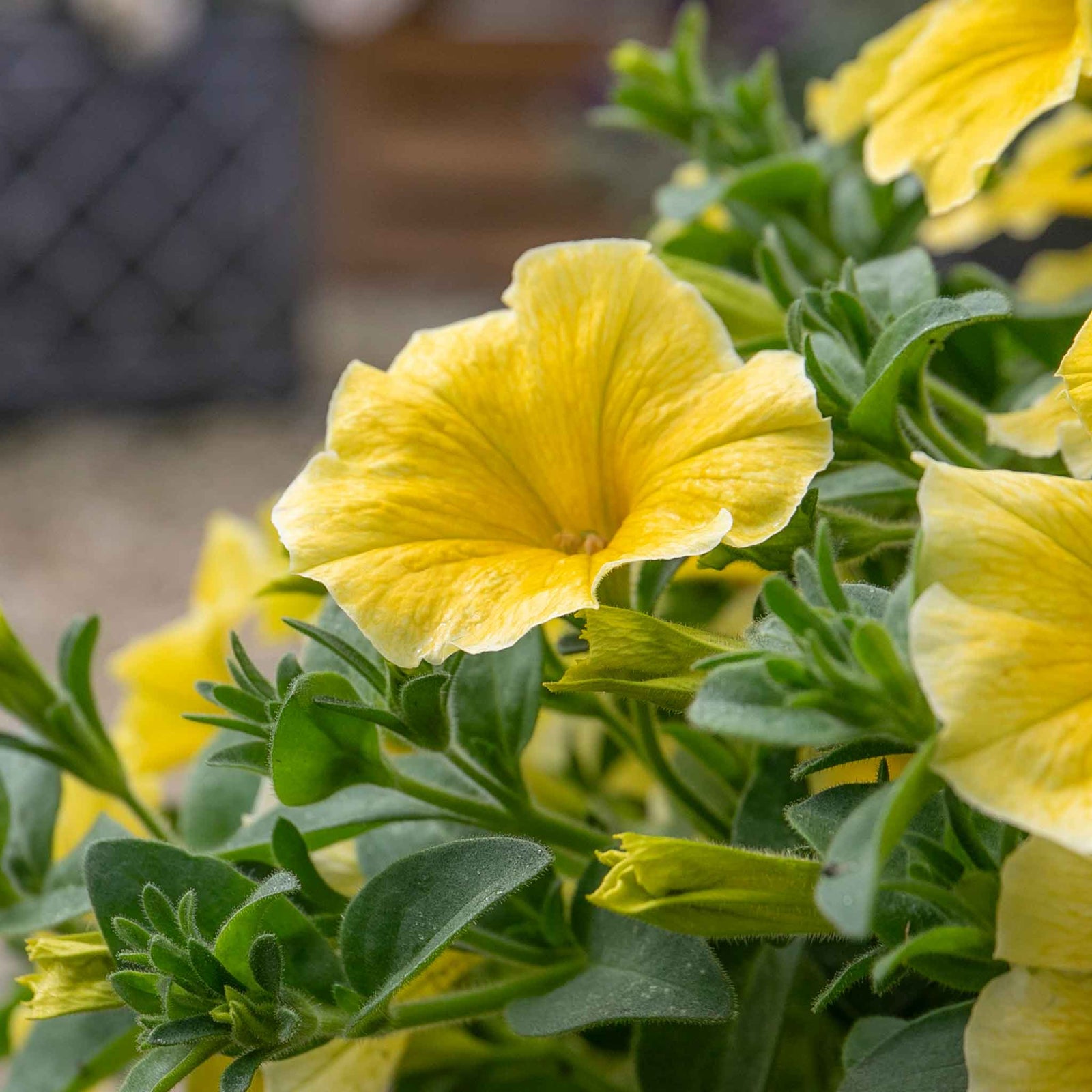 Petunia 'bees Knees' – Yellow | 12 x Plug Plants | Yellow