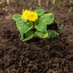 Weed Stop Decorative Ground Cover, Natural Mulch, Up To 6 Months Weed Control | 2 x 50l