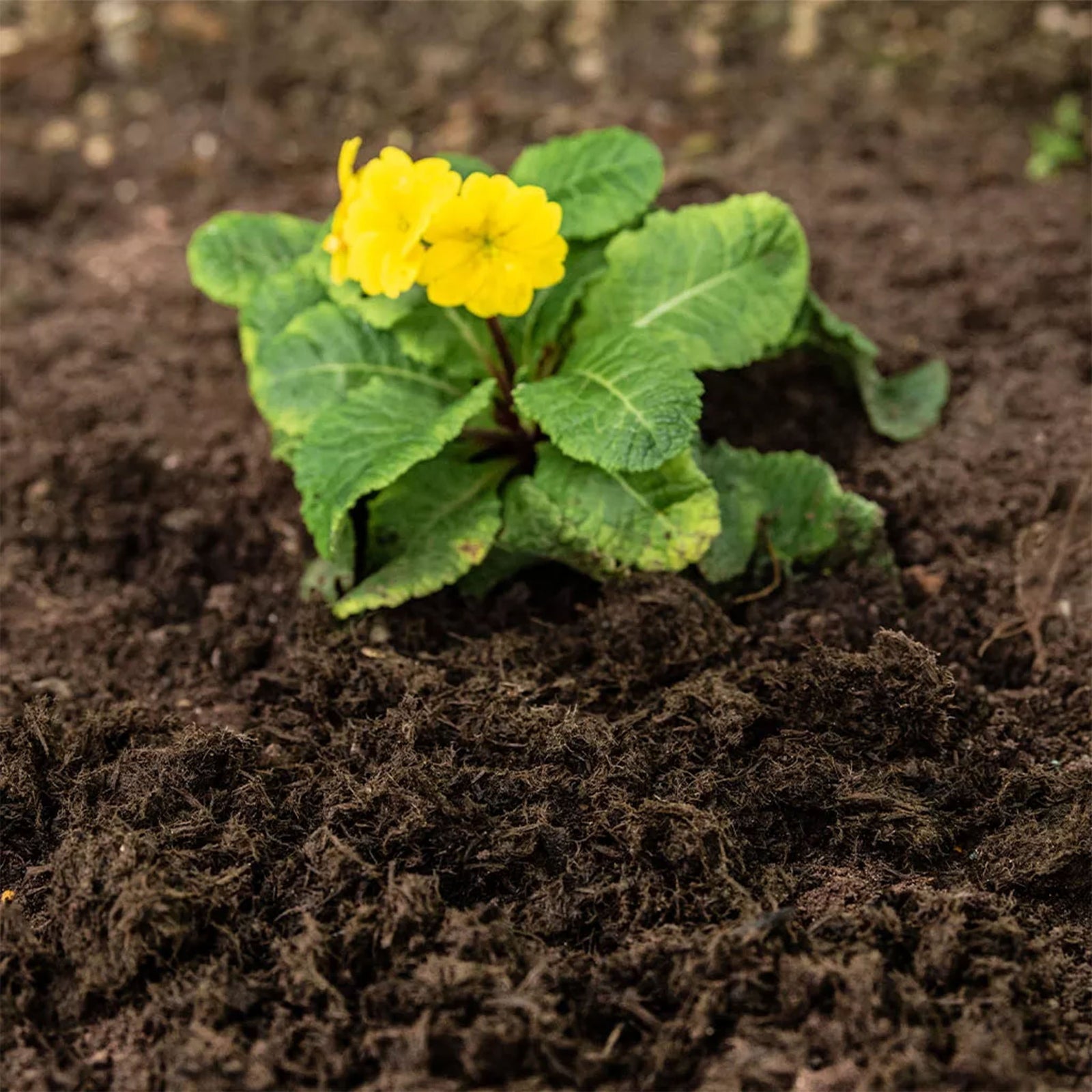 Weed Stop Decorative Ground Cover, Natural Mulch, Up To 6 Months Weed Control | 2 x 50l