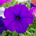 The Ready-to-Plant Summer Basket Kit - 2 baskets | Blue & Pink