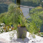 Bronze Fennel (foeniculum Vulgare 'purpureum') | 1 x 1L | Purple & Green