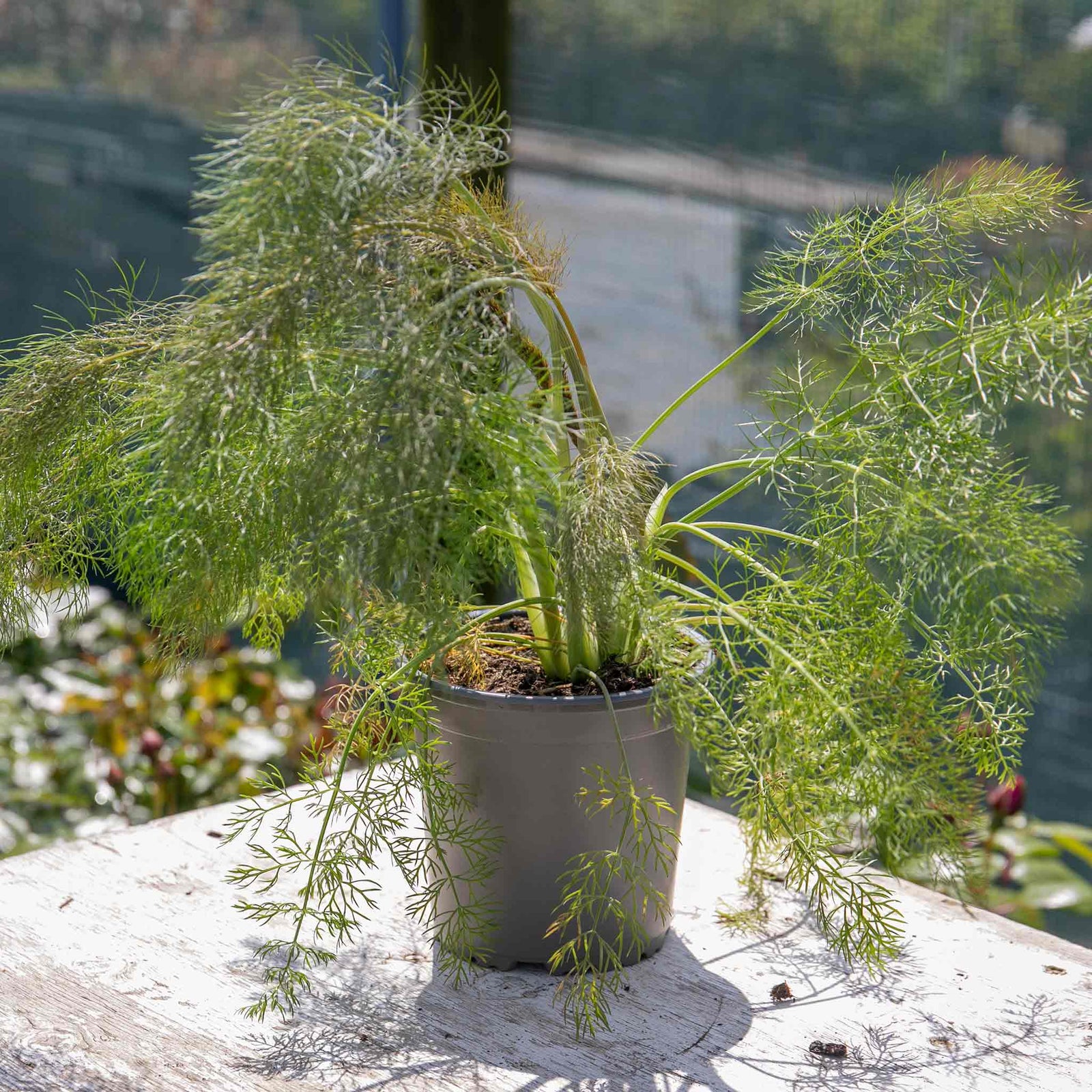 Bronze Fennel (foeniculum Vulgare 'purpureum') | 1 x 1L | Purple & Green