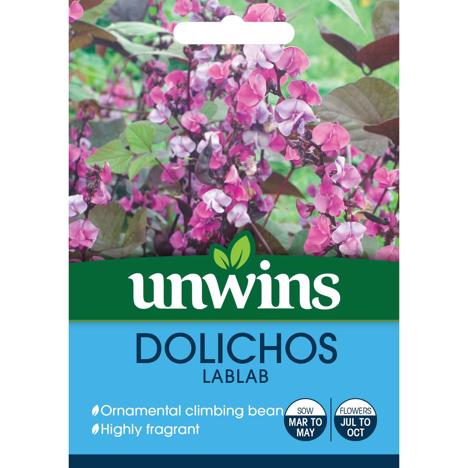 Dolichos Lablab Flower - Half-hardy Climber Seeds | 10 Seeds | Purple