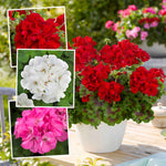 Geranium Upright Collection - Galaxy Dark Red, Rose And White | 6 x Plug Plants | Red