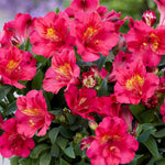 Alstroemeria Incalys Cherry  9cm Pot | 3 x 9cm | Red