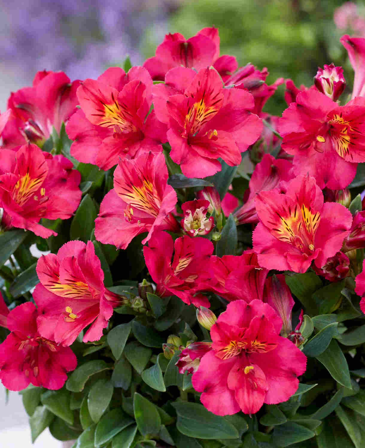 Alstroemeria Incalys Cherry  9cm Pot | 3 x 9cm | Red