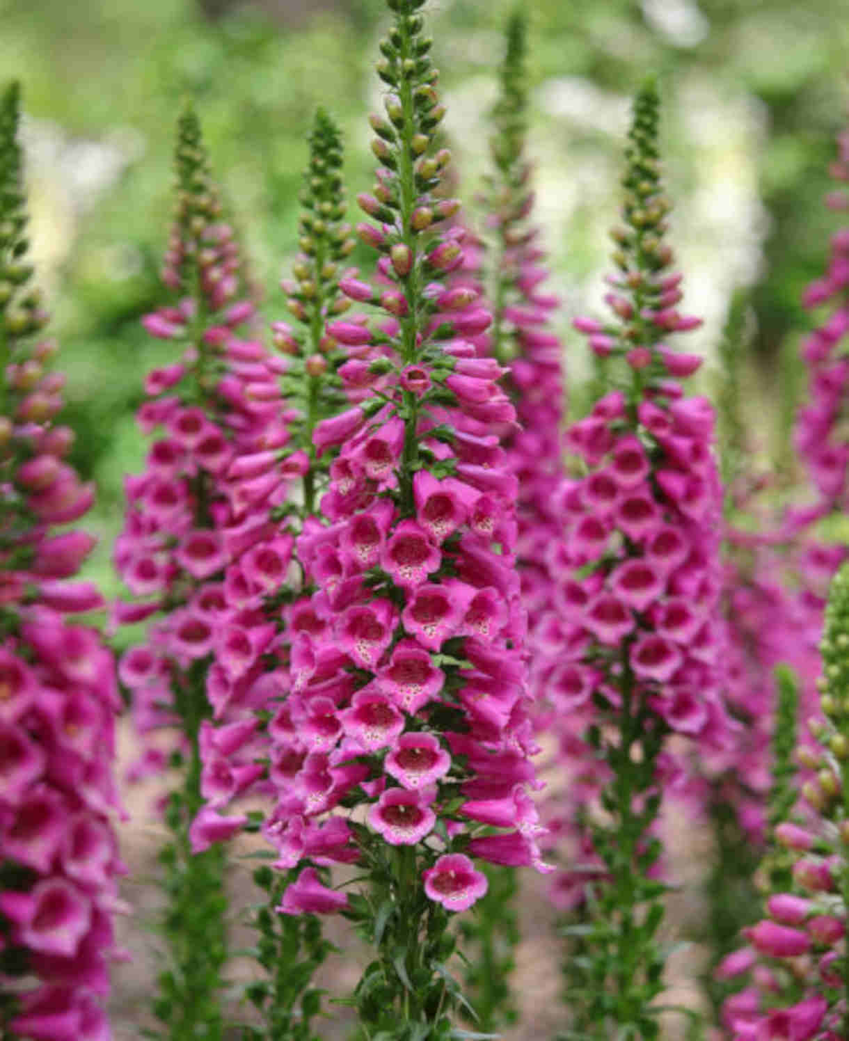 Everlasting Perennial Collection - plug plants | Set of 30 | Multi