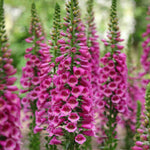 Everlasting Perennial Collection - plug plants | Set of 20 | Multi