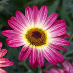 Argyranthemum 'grandaisy Rose Sunshine' (marguerite Daisy) 40-60 Cm | 12 x Plug Plants | Multi