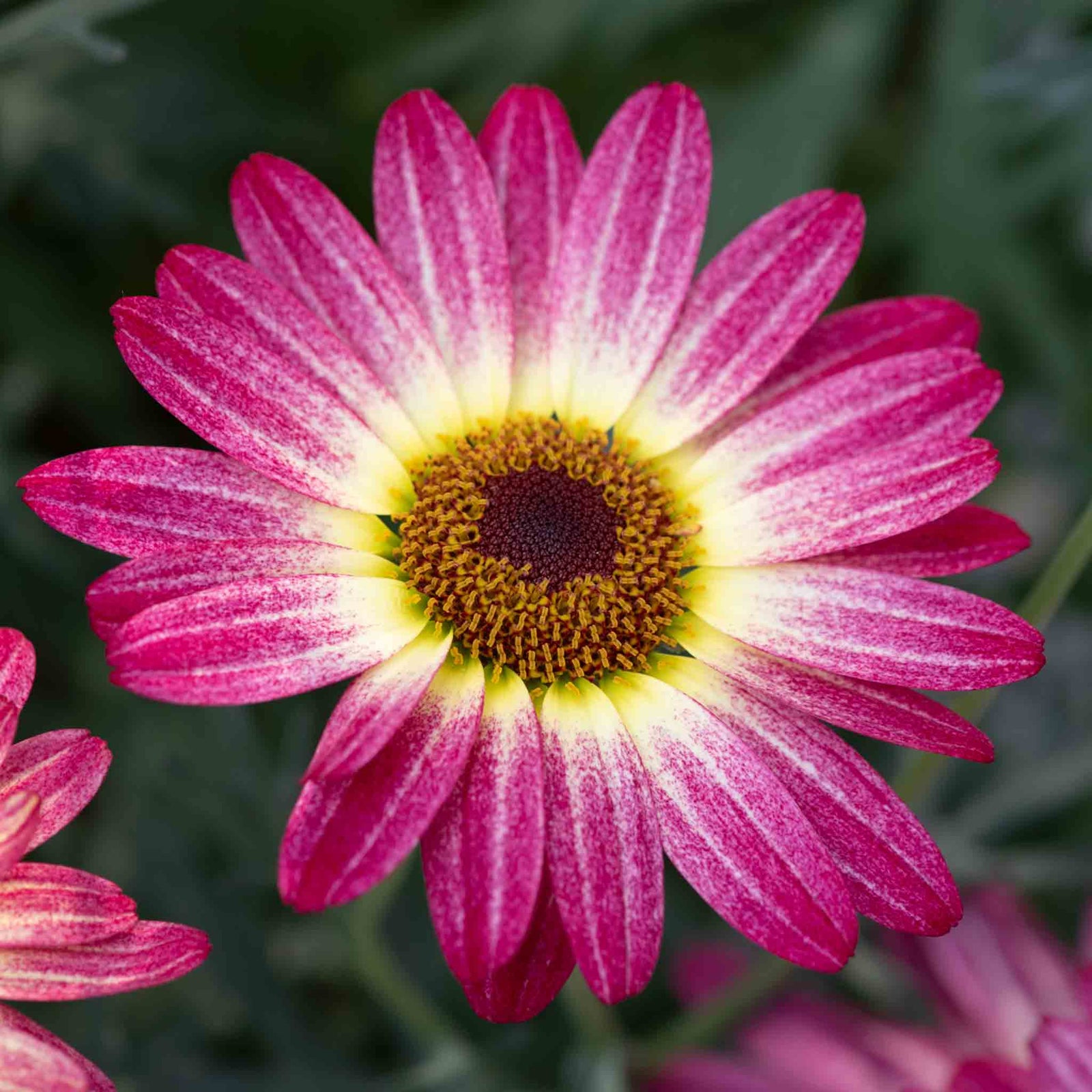 Argyranthemum 'grandaisy Rose Sunshine' (marguerite Daisy) 40-60 Cm | 12 x Plug Plants | Multi