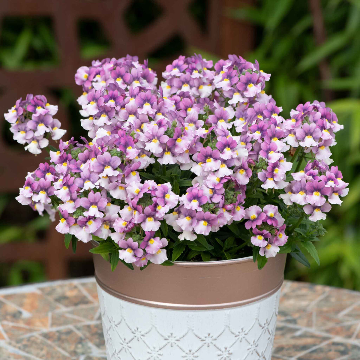 Nemesia 'nuvo Pink Bicolour' Bedding Plug Plants | Set of 12 | Pink