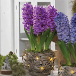 Illuminated Rustic Basket - Hyacinth Purple Passion
