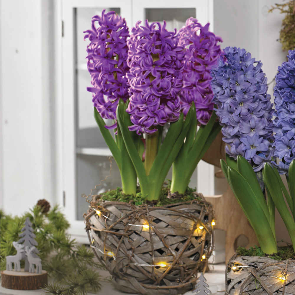 Illuminated Rustic Basket - Hyacinth Purple Passion