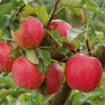 Apple Tree Gala — Bare-root Semi-dwarf M26 | 1 x Bare Root