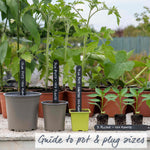 Giant Jalapeno Chilli Plant | 3 x 9cm | Green