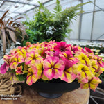 Petunia Raspberry Shake Garden Ready Plants Raspberry & Vanilla Swirled Blooms | 12 x Garden Ready Plants