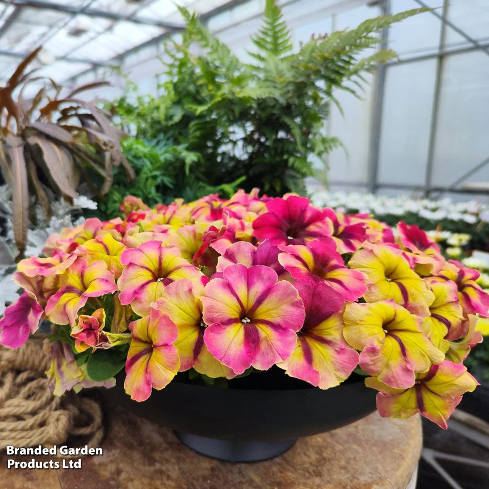Petunia Raspberry Shake Garden Ready Plants Raspberry & Vanilla Swirled Blooms | 12 x Garden Ready Plants