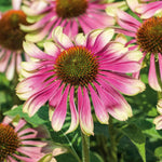 Echinacea 'green Twister' - Two-tone Pollinator-friendly Perennial | 1 x 9cm