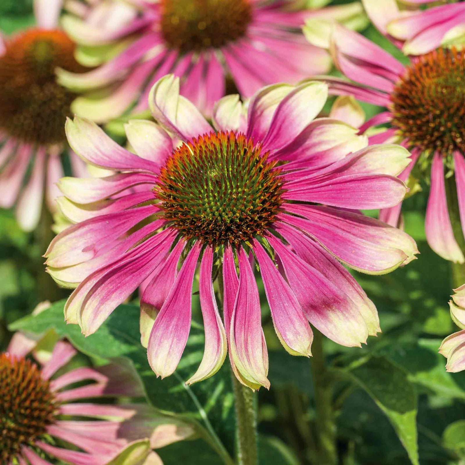 Echinacea 'green Twister' - Two-tone Pollinator-friendly Perennial | 1 x 9cm