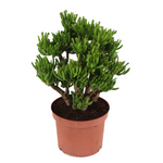 Jade Plant - Crassula Ovata 'hobbit' - Height 45-50cm - ⌀23cm | Set-of-1 | Green
