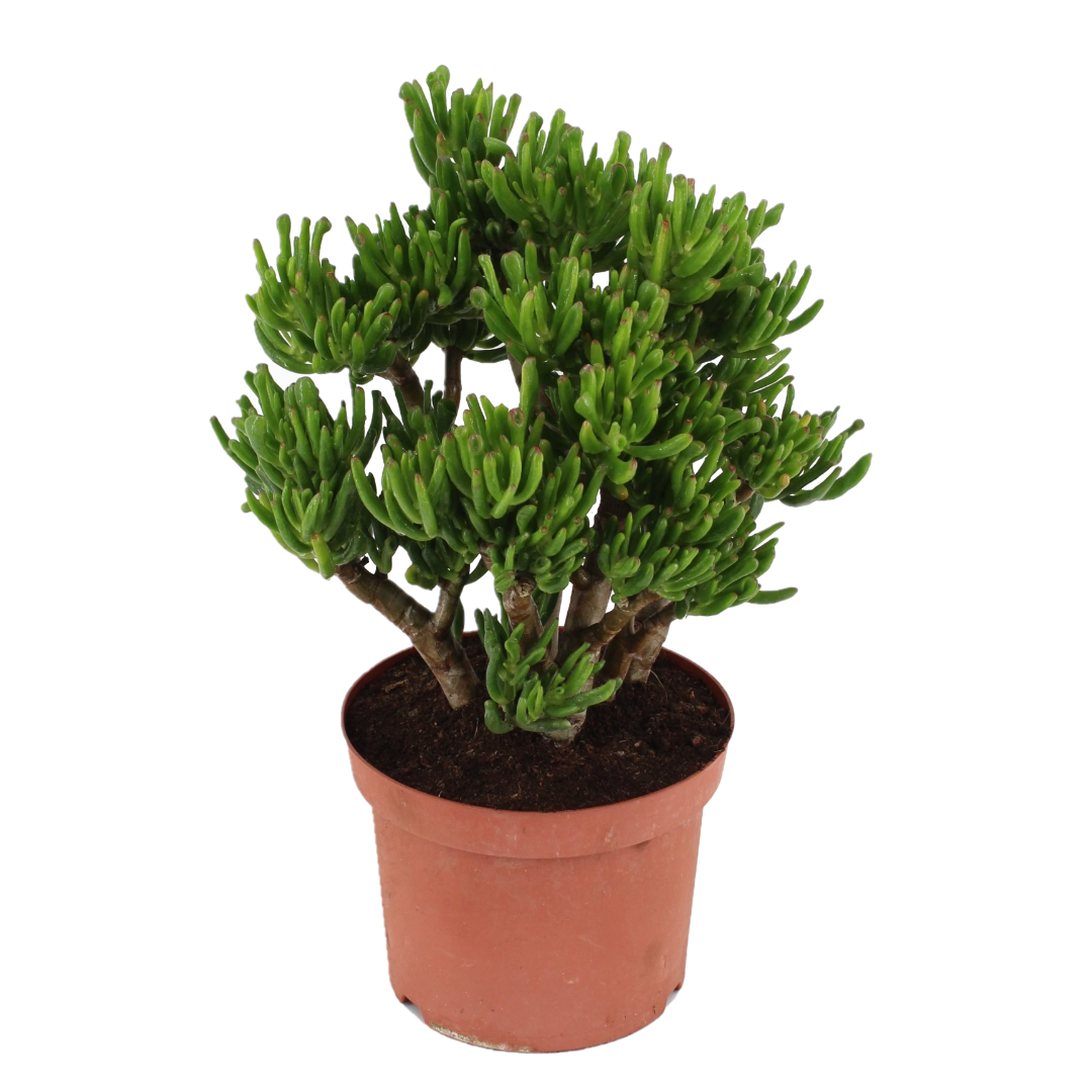 Jade Plant - Crassula Ovata 'hobbit' - Height 45-50cm - ⌀23cm | Set-of-1 | Green
